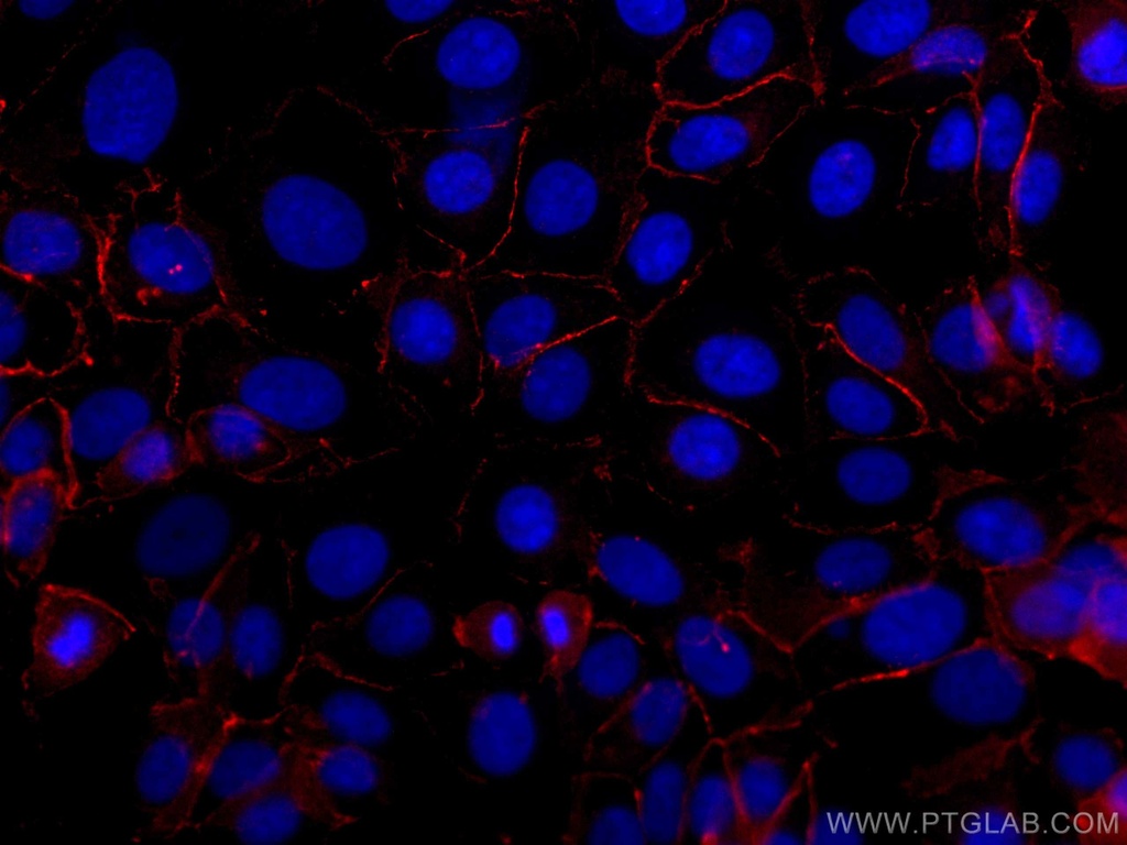 CoraLite®647-conjugated Beta Catenin Polyclonal antibody
