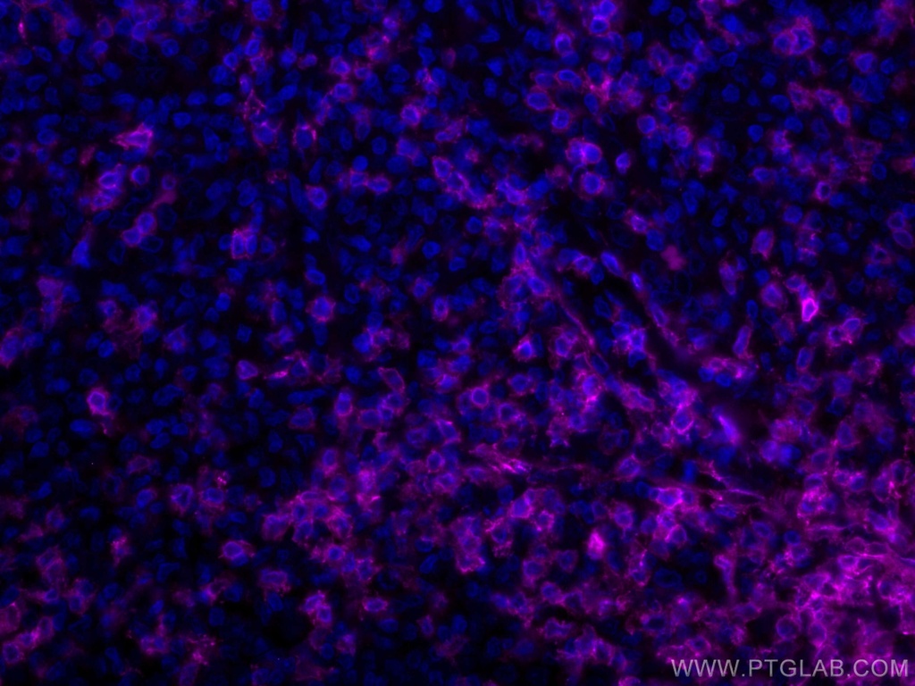 CoraLite®647-conjugated CD3 Monoclonal antibody