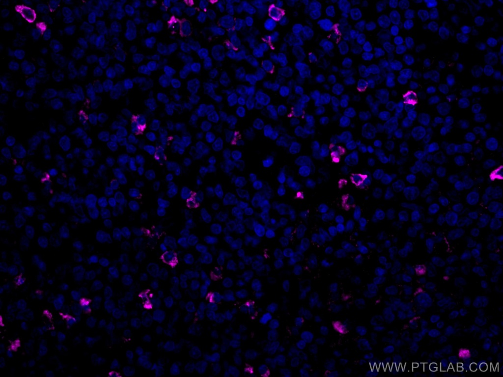 CoraLite®647-conjugated human IgM Monoclonal antibody