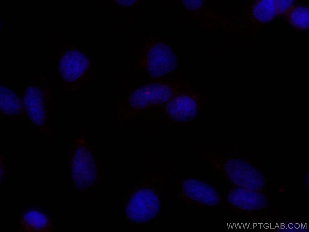 CoraLite®647-conjugated ARL13B Monoclonal antibody