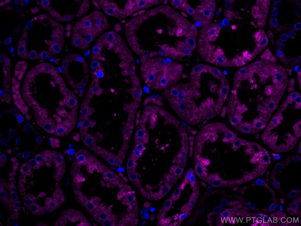 CoraLite®647-conjugated ERP29 Monoclonal antibody