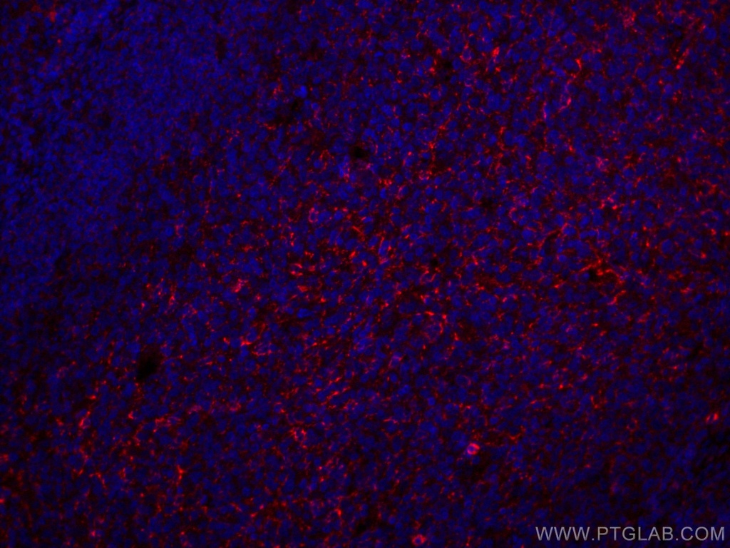 CoraLite®647-conjugated CD70 Monoclonal antibody