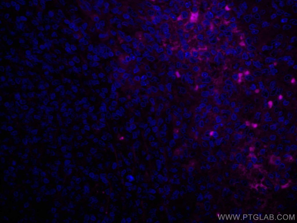 CoraLite®647-conjugated Human IgG Heavy chain Monoclonal antibody