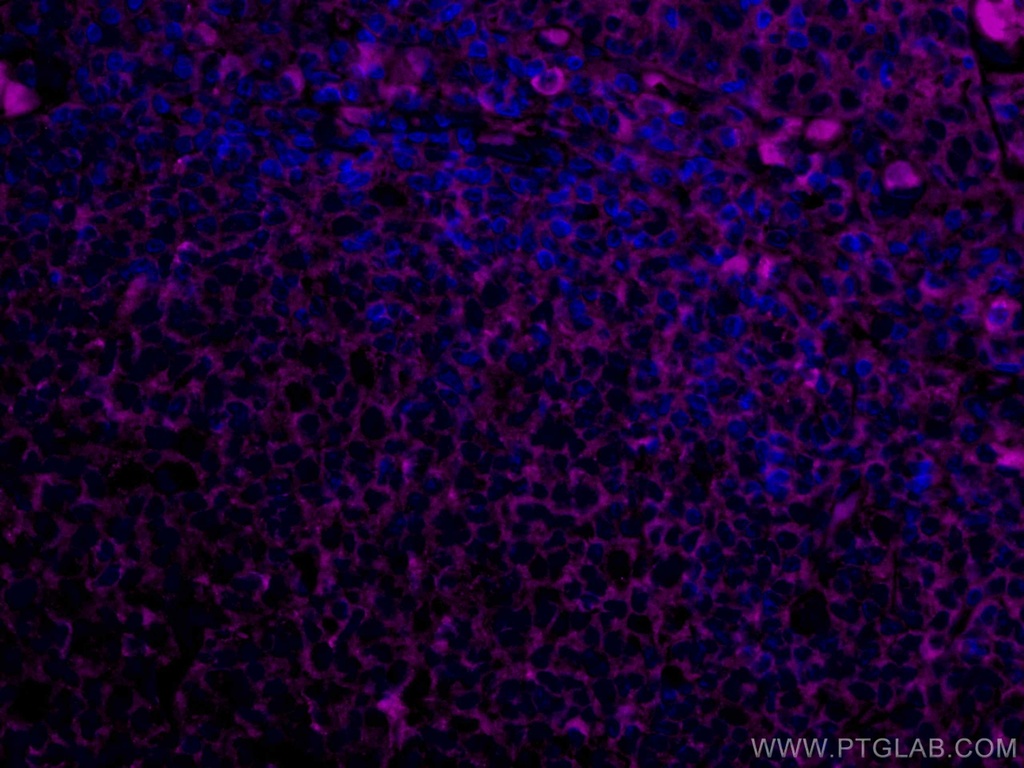 CoraLite®647-conjugated Human IgG Kappa chain Monoclonal antibody