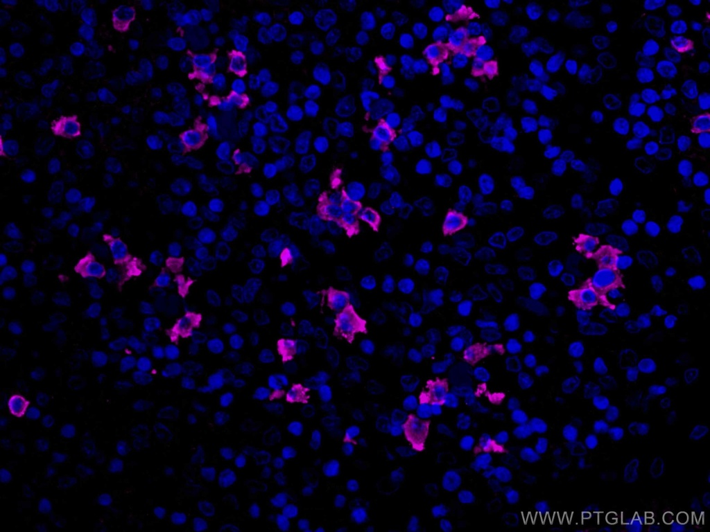 CoraLite®647-conjugated Human IgG lambda chain Monoclonal antibody