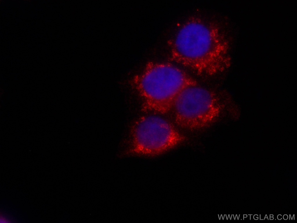 CoraLite®647-conjugated citrate synthase Monoclonal antibody