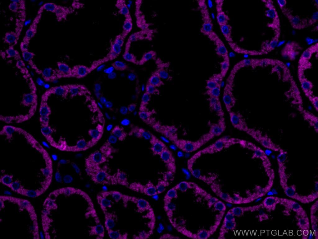 CoraLite®647-conjugated AIF Monoclonal antibody