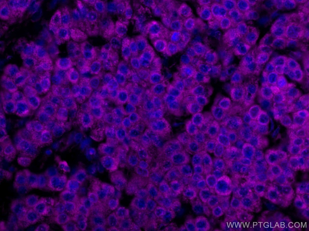 CoraLite®647-conjugated SERBP1 Monoclonal antibody
