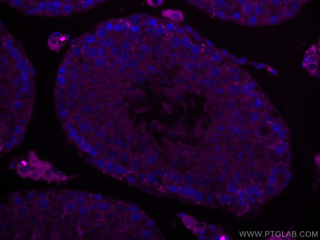 CoraLite®647-conjugated SMCR7L Monoclonal antibody
