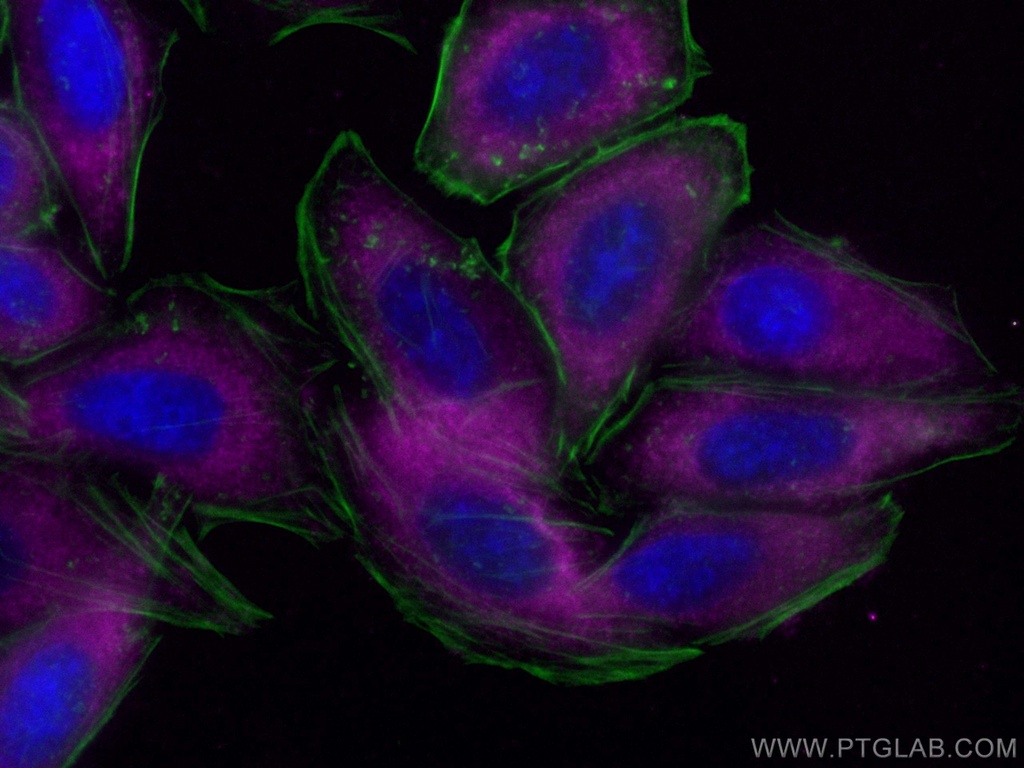 CoraLite®647-conjugated LARP1 Monoclonal antibody