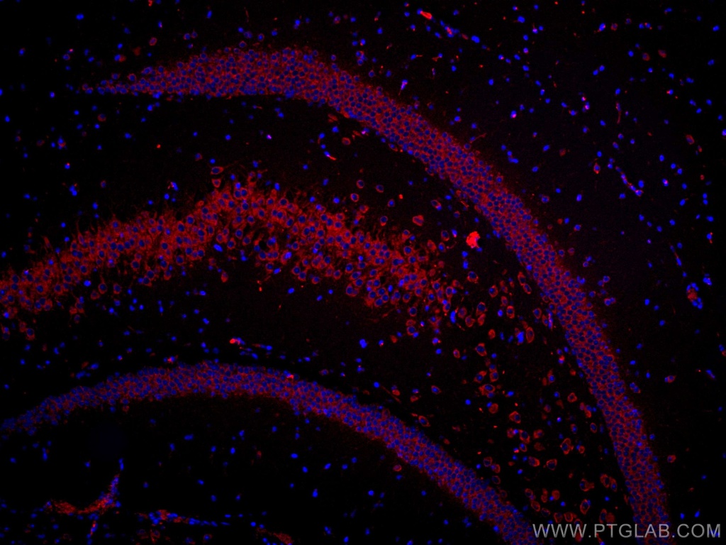 CoraLite®647-conjugated FXR1 Monoclonal antibody
