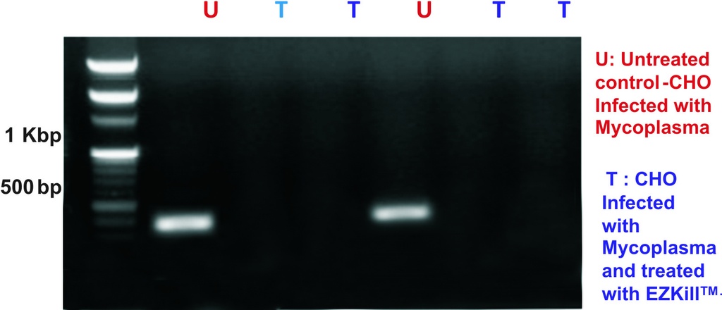 EZkillTM  Mycoplasma Elimination Kit     