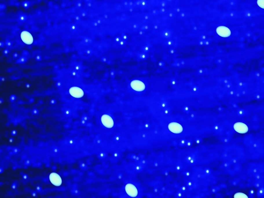 EZdetectTM DAPI Stain Kit  for Mycoplasma Detection     