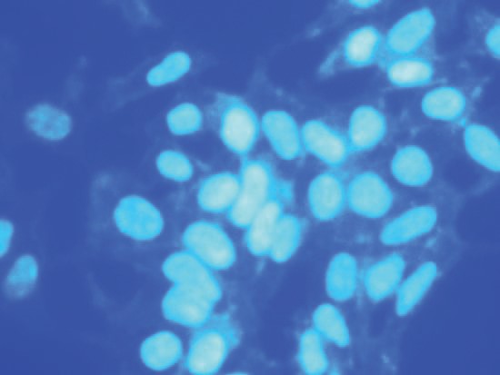 DAPI dihydrochloride