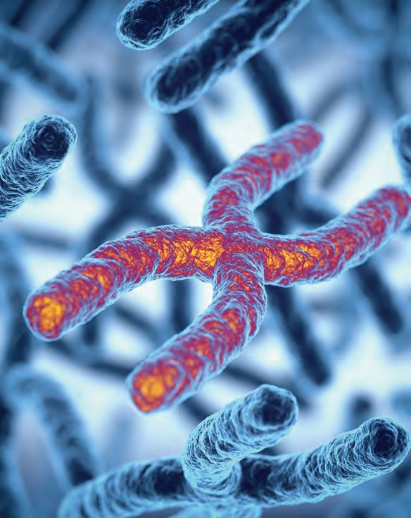 HiKaryoXL™ PHA-M Solution w/ 1 mg per ml PHA-M in sterile tissue culture grade water    