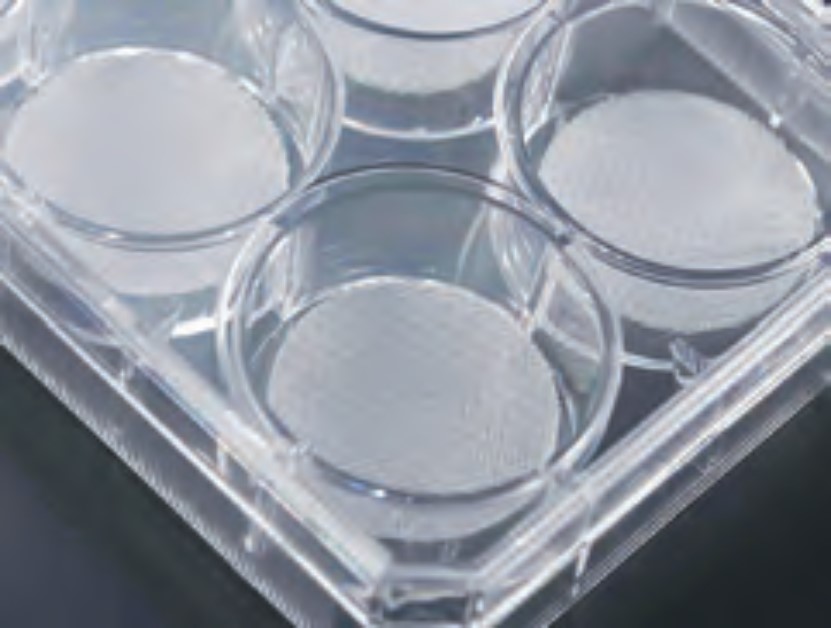 Cell Culture Scaffold, 6 well Plate