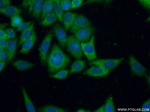[10084-2-AP-20UL] CD71 Polyclonal antibody