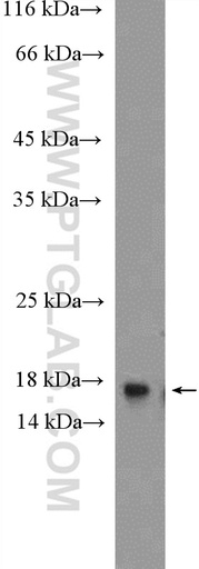 [10265-1-AP-150UL] H3F3B Polyclonal antibody