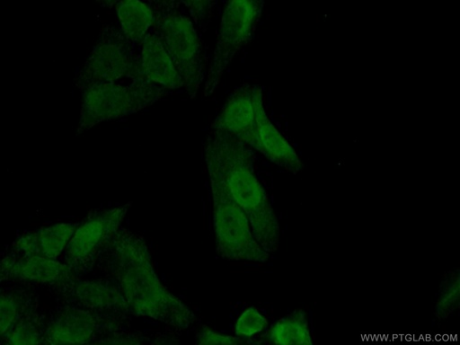 [10323-1-AP-150UL] APEX1 Polyclonal antibody