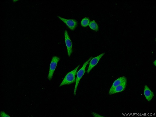 [10338-1-AP-150UL] Melanophilin Polyclonal antibody