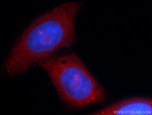 [10370-1-AP-150UL] MOV10 Polyclonal antibody