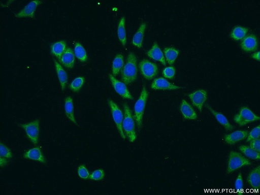 [10381-1-AP-20UL] TTK Polyclonal antibody