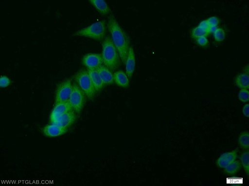 [10390-1-AP-20UL] HGS Polyclonal antibody