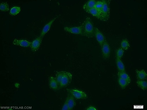 [10394-1-AP-20UL] CFLAR/FLIP Polyclonal antibody