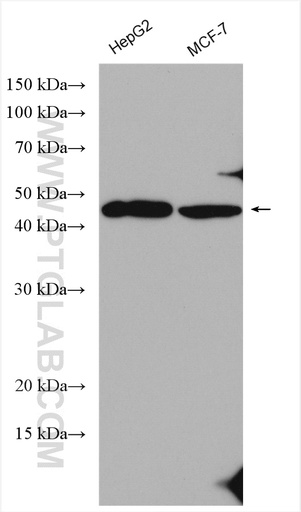 [10396-1-AP-150UL] ANGPTL7 Polyclonal antibody