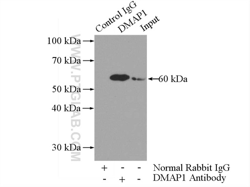 [10411-1-AP-150UL] DMAP1 Polyclonal antibody