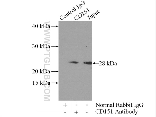 [10418-1-AP-20UL] CD151 Polyclonal antibody