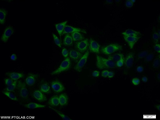 [10426-1-AP-150UL] MAX Polyclonal antibody