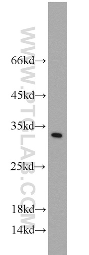 [10432-1-AP-20UL] Synaptogyrin 1 Polyclonal antibody