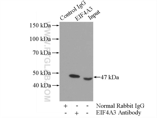 [10463-1-AP-150UL] EIF4A3 Polyclonal antibody