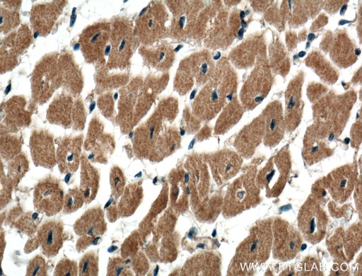 [10473-1-AP-20UL] USP5 Polyclonal antibody