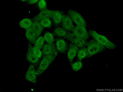 [10476-1-AP-20UL] BRD8 Polyclonal antibody