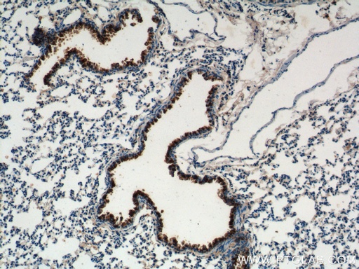 [10490-1-AP-150UL] Uteroglobin/CC10 Polyclonal antibody