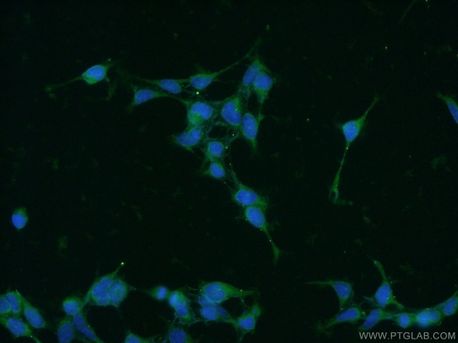 [10495-1-AP-20UL] PIN1 Polyclonal antibody