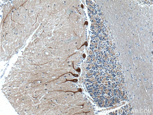 [10506-2-AP-20UL] NCS1 Polyclonal antibody