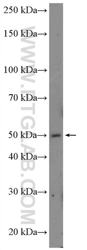 [10512-1-AP-150UL] PLEKHB1 Polyclonal antibody