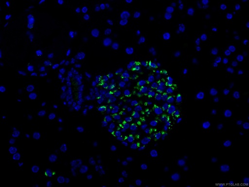 [10529-1-AP-150UL] Chromogranin A Polyclonal antibody