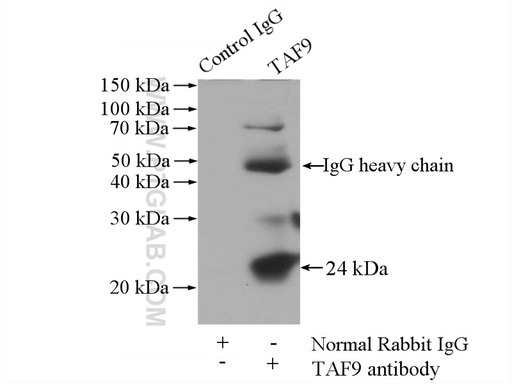 [10544-1-AP-150UL] TAF9 Polyclonal antibody