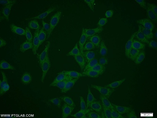 [10549-1-AP-150UL] NIF3L1 Polyclonal antibody