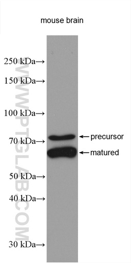 [10553-1-AP-20UL] PCSK2 Polyclonal antibody