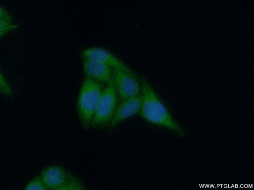 [10564-1-AP-150UL] APOL4 Polyclonal antibody