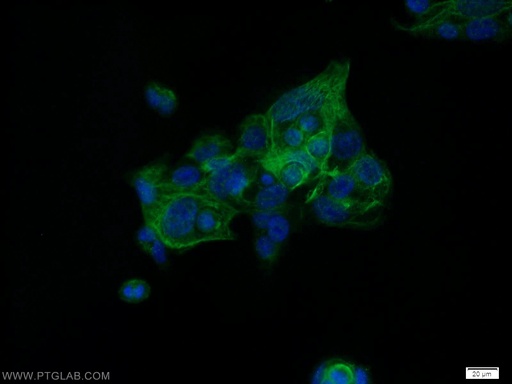 [10565-1-AP-20UL] HIC5 Polyclonal antibody