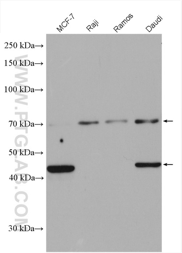 [10600-1-AP-150UL] CD24 Polyclonal antibody