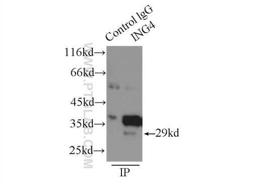 [10617-1-AP-20UL] ING4 Polyclonal antibody