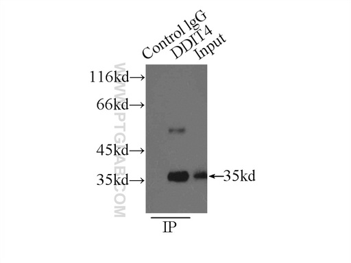 [10638-1-AP-150UL] REDD1 specific Polyclonal antibody