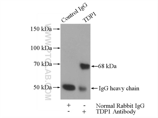 [10641-1-AP-150UL] TDP1 Polyclonal antibody